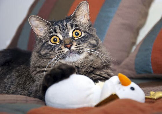 从NBA到世界杯，德罗赞的接管艺术与火箭式连续得分哲学