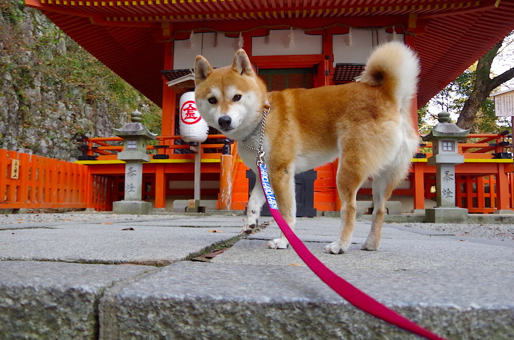 厄德高闪耀破局，莱比锡红牛以高压风暴击溃亚特兰大